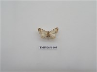 藏品(尺蛾180)的圖片